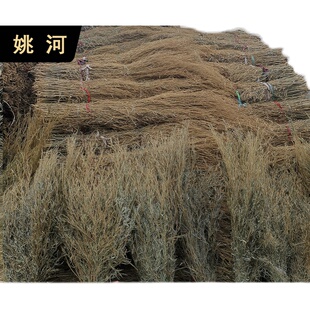 姚河竹枝金枝竹苗竹条扫帚条竹扫把原材料植物竹子毛竹落叶老枝户