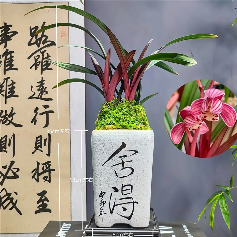 建兰[红草红荷]网红草精品兰花带陶瓷花盆种好好养活浓香型