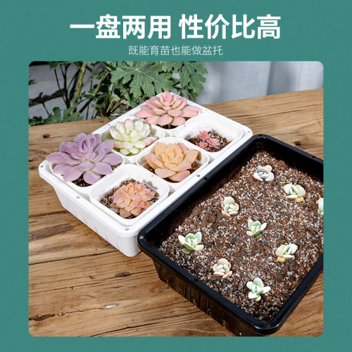多肉育苗盘带盖塑料加厚整理叶插盆花盆接水托盘闷养盆黑方托架框