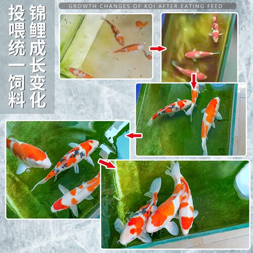 统一锦鲤鱼饲料40斤鱼食不浑水养殖专用大颗粒增肥增色鱼粮通用型