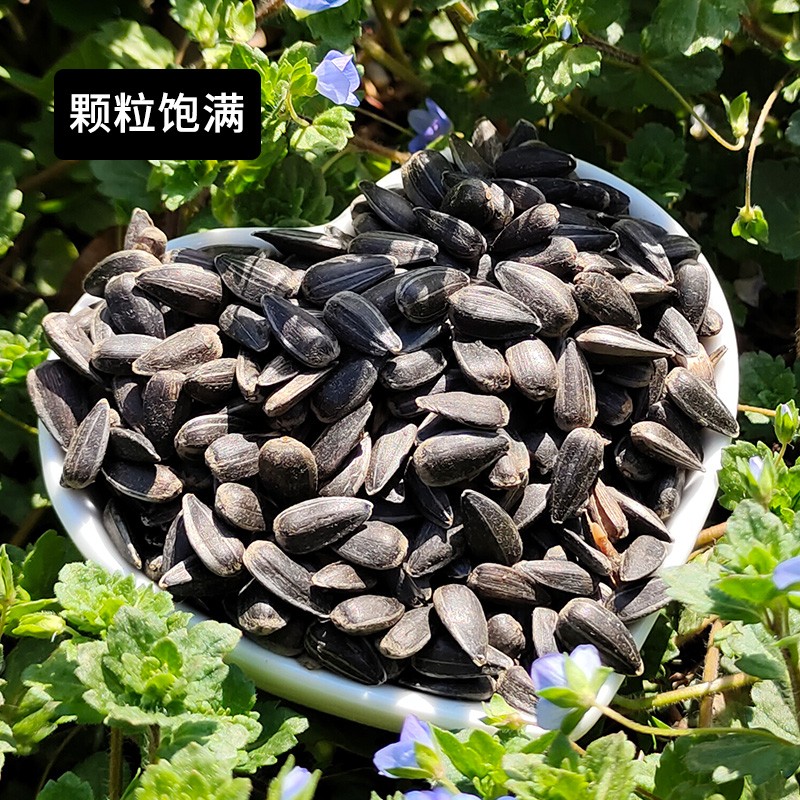 油葵籽牡丹虎皮玄凤鹦鹉粮葵花子鸟粮宠物粮小瓜子仓鼠零食2500g