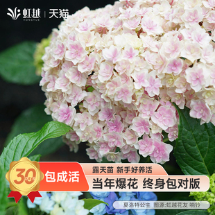 虹越无尽夏绣球花苗盆栽带花苞1加仑太阳神殿阳台落跑新娘多年生