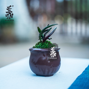 珍袖名贵迷你矮种建兰红草行龙奇叶四季兰花名贵送礼植物精品盆栽
