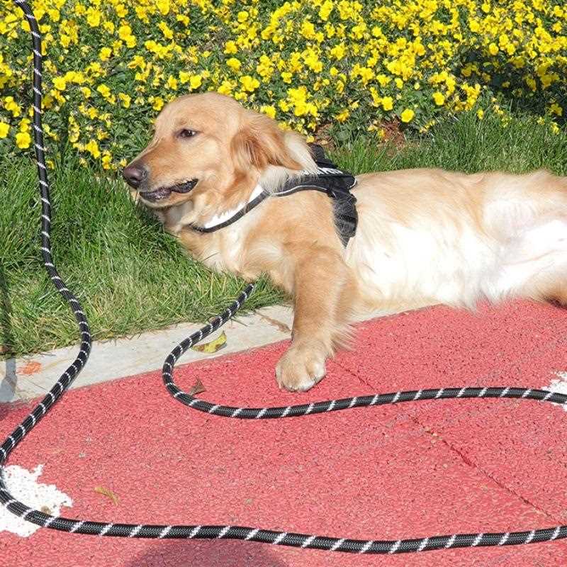 直销新款狗狗加长超长牵引绳户外运动遛狗绳反光结实宠物用品5米1