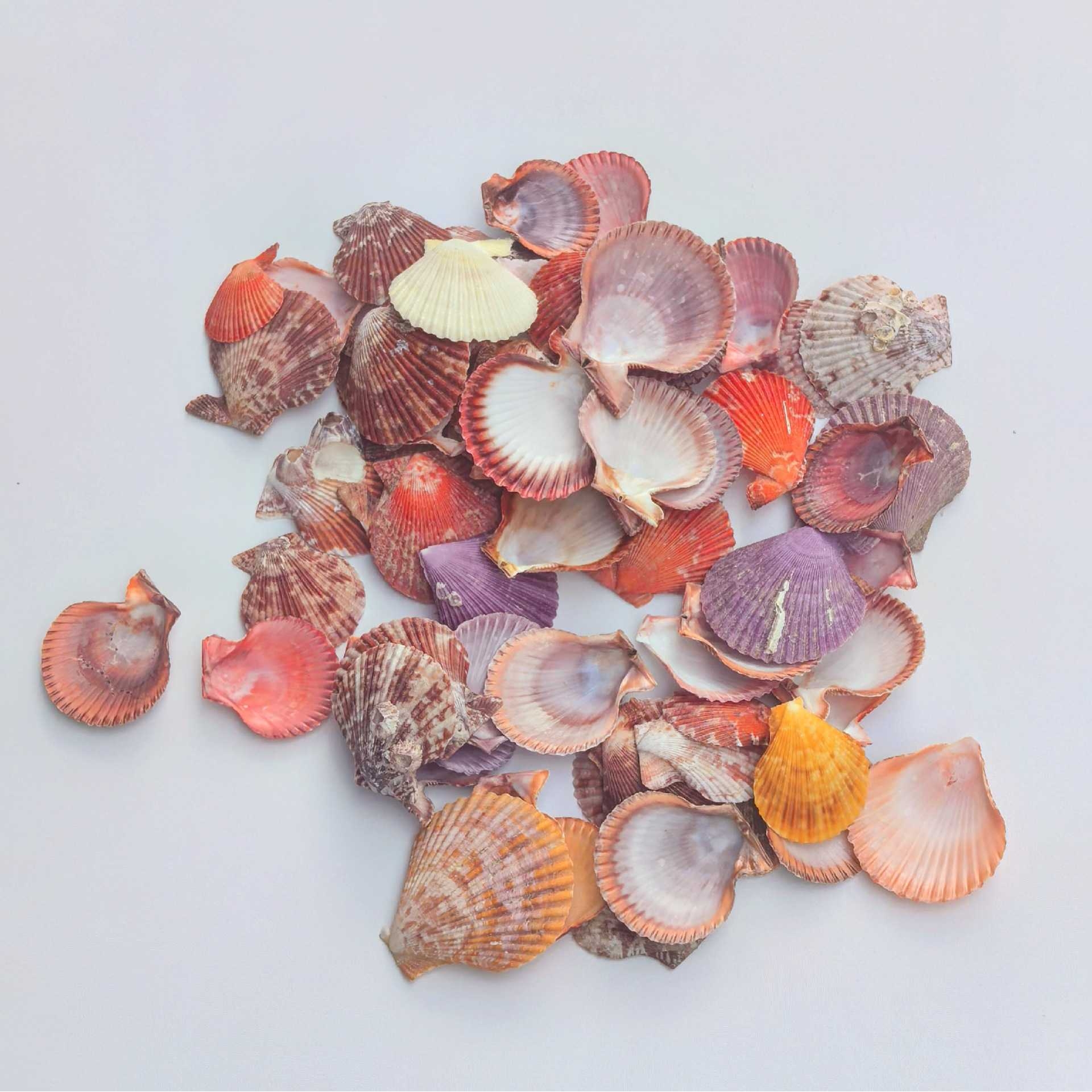 新款直销天然彩贝扇贝壳幼儿园学校diy装饰摆件摄影家居水族鱼缸