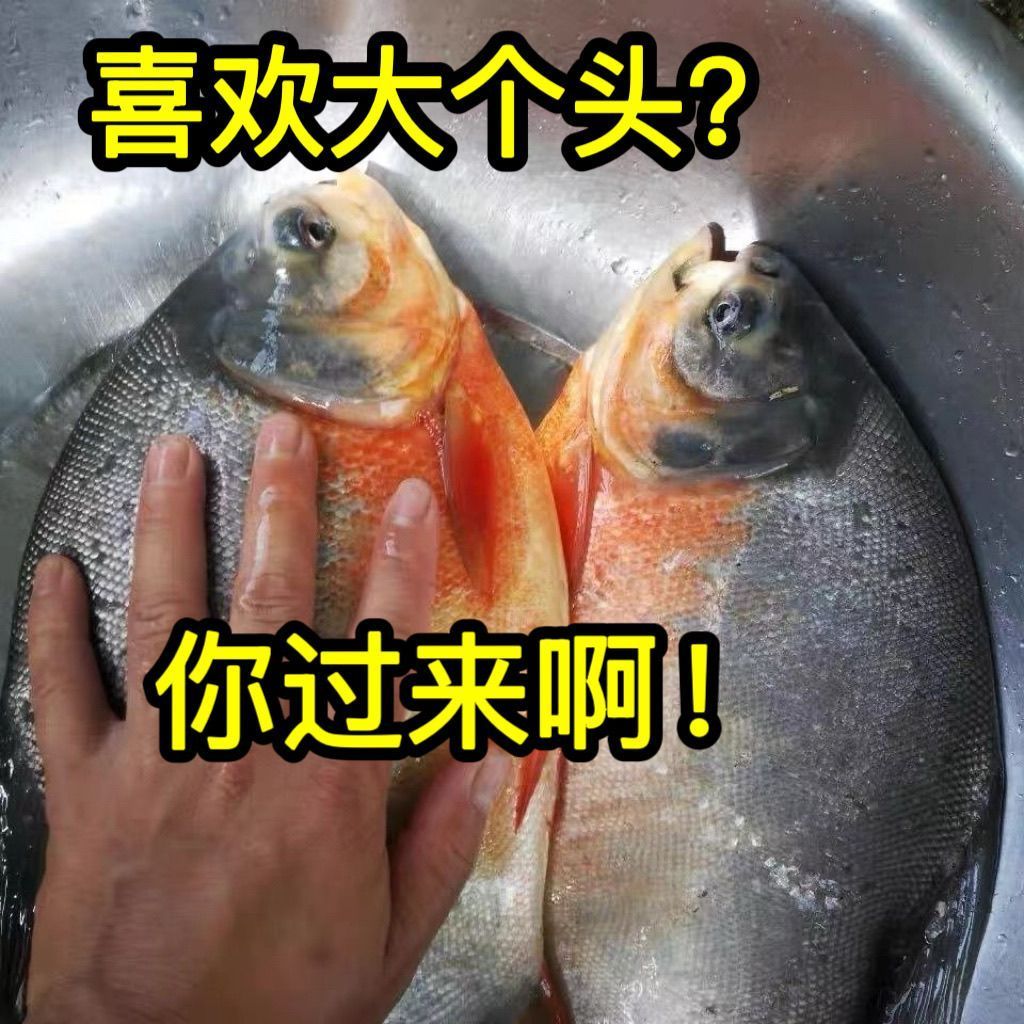 正宗特大鲳鱼大号整箱鲜红新鲜平鱼鲜活速冻镜鱼批发冷冻冰鲜