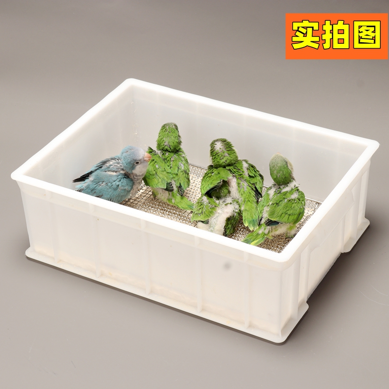 鹦鹉育雏饲养框不锈钢底网雏鸟幼鸟饲养盒子用品保温箱繁殖鸟站网