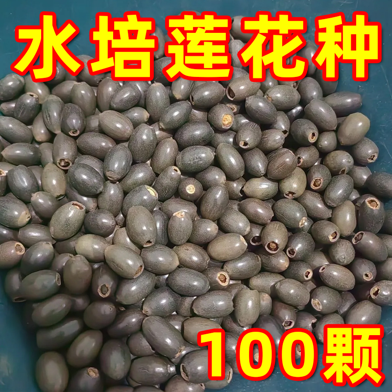 睡莲碗莲种水中开花水培水养绿植睡莲荷花无土盆栽莲子见水开花朵