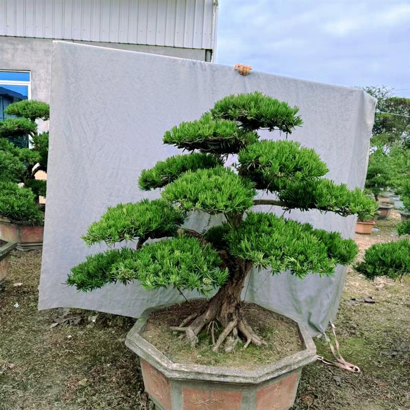 精品罗汉松树苗盆景老桩造型盆栽绿花卉植物办公室内客厅庭院好养