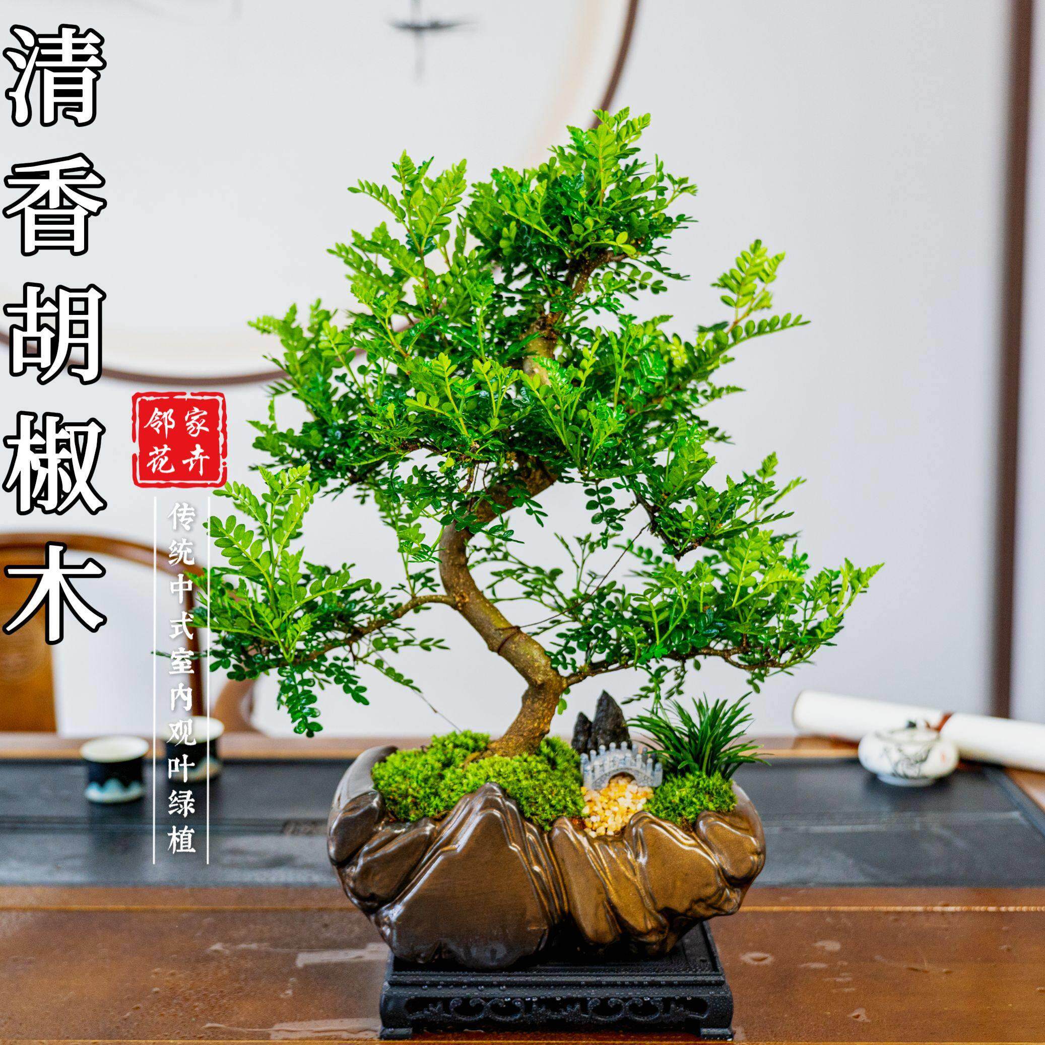 老桩造型胡椒木盆景室内好养盆栽绿植美观茶室客厅阳台