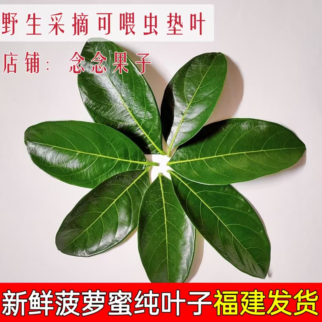 福建现摘菠萝蜜叶子树菠萝美食叶片垫,装饰摆盘,也可养虫新鲜树叶