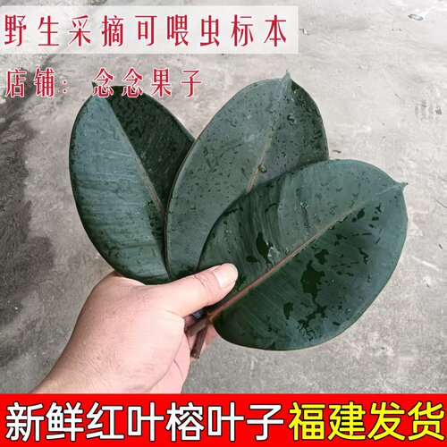 老树微虫现采新鲜大青红榕树纯叶素背野生大榕巨拟叶螽叶鲜品包邮