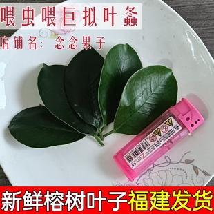 福建新鲜采摘喂虫榕树叶巨拟叶螽食用小叶榕下单采摘