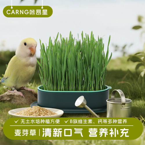 鹦鹉零食麦芽草粮大麦种子促进消化啃咬饲料新鲜鸟草盒解闷防啄毛