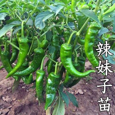 辣椒苗螺丝椒苗线椒辣妹子苗庭院种植尖椒苗菜椒苗薄皮椒苗泡椒苗