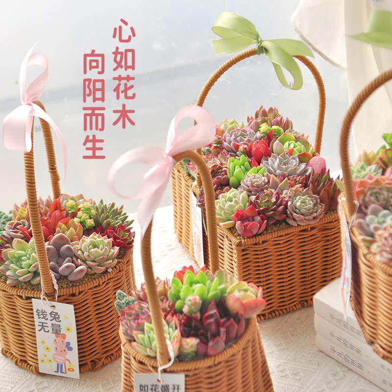 藤编花篮精品大株多肉植物室内小盆栽组合肉肉植物花卉母亲节礼物
