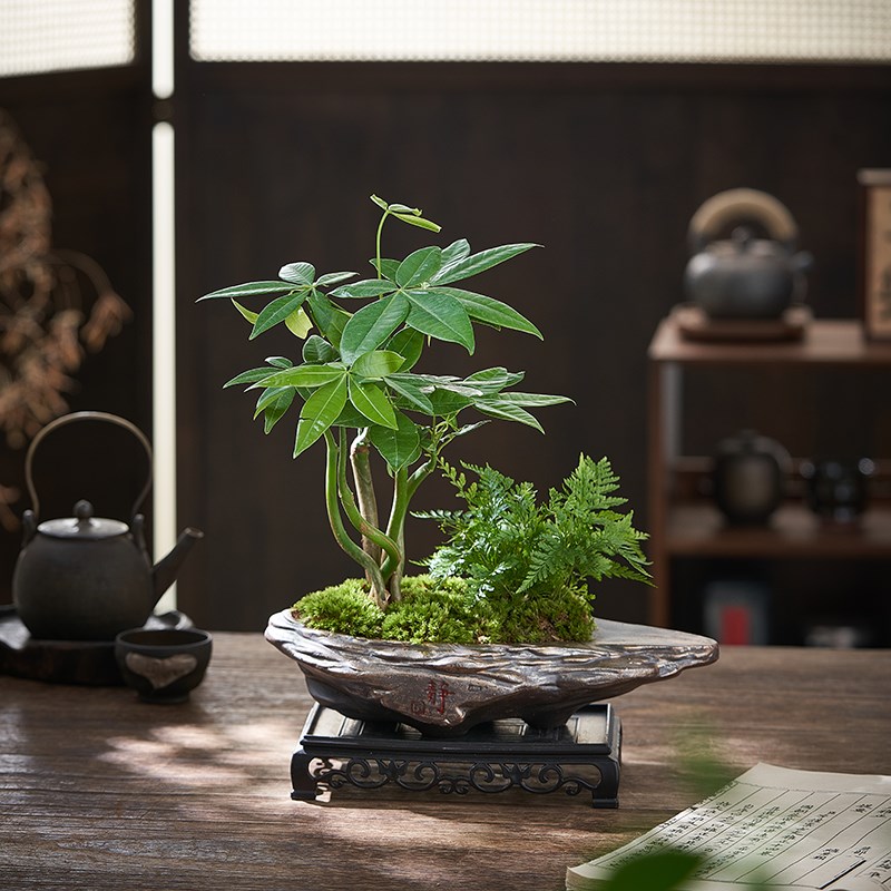 植绝发财树绿植盆栽室内盆景客厅办公室桌面四季常青好养植物摆件