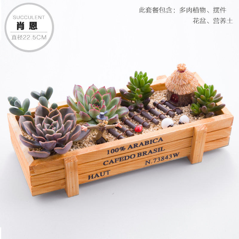 多肉植物木盒拼盘肉肉套餐带盆带土包邮DIY礼物组合盆栽超萌摆件