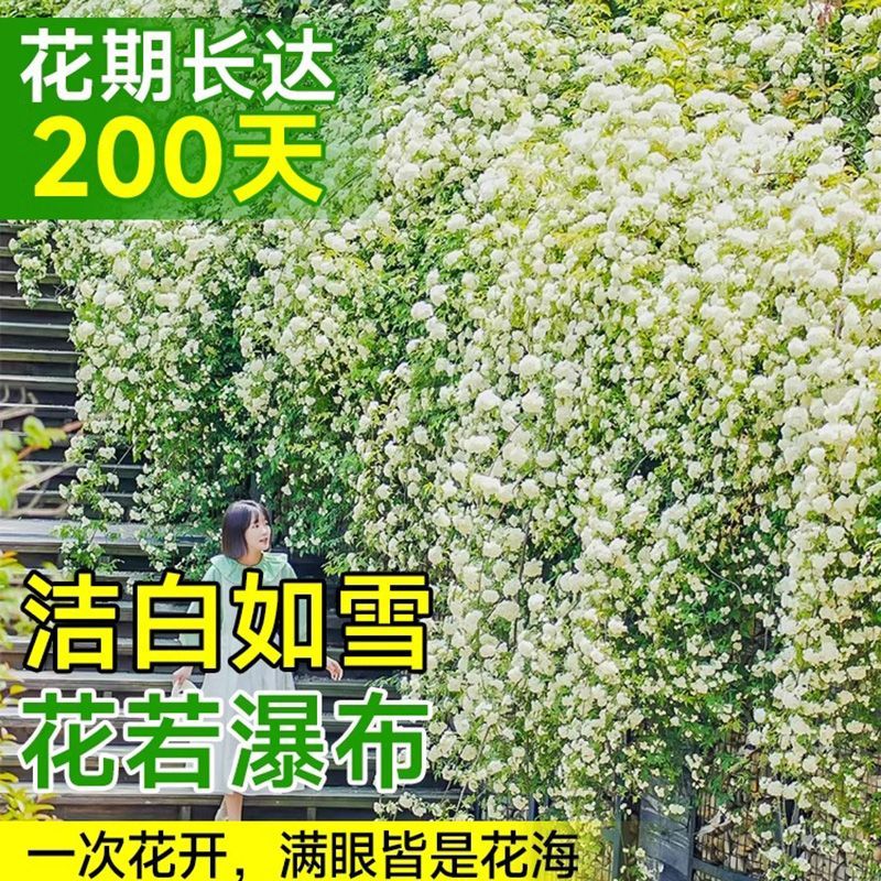 室外耐寒耐热四季开花植