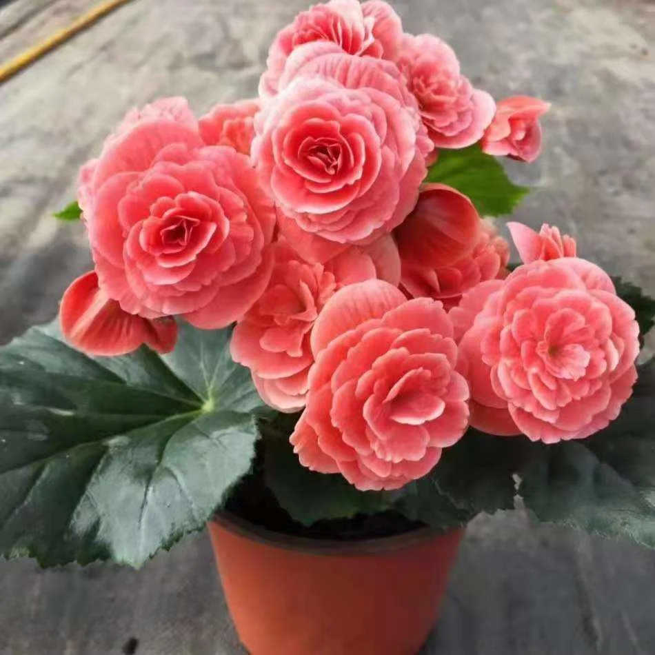 丽格海棠盆栽带花苞夫妻海棠重瓣大花玫花卉瑰玻璃海棠花盆栽爆款