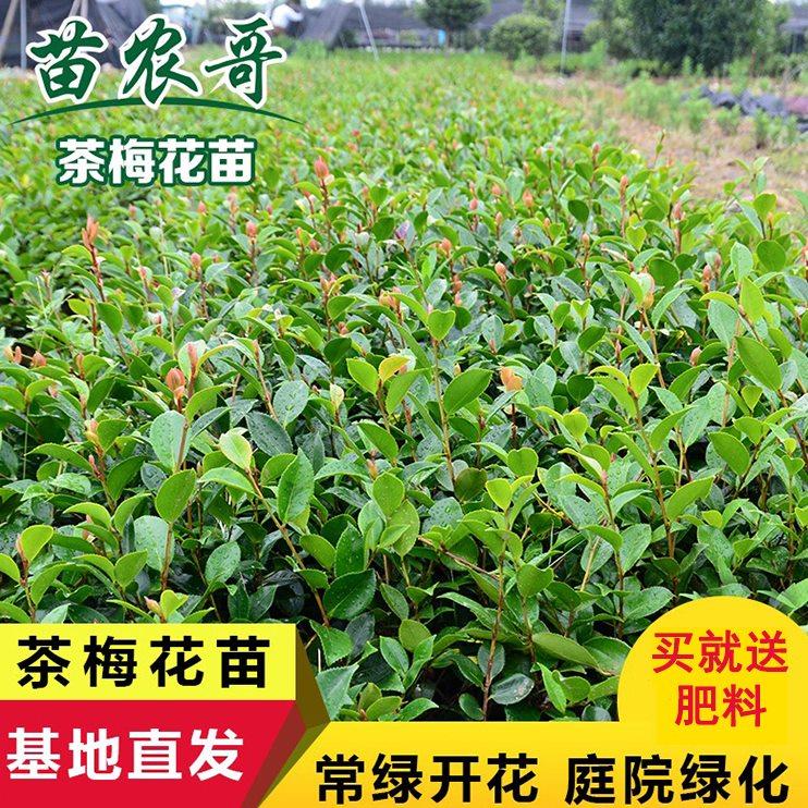 庭院别墅绿化茶梅树苗 四季常青园林花木植物地被植物 春冬开花