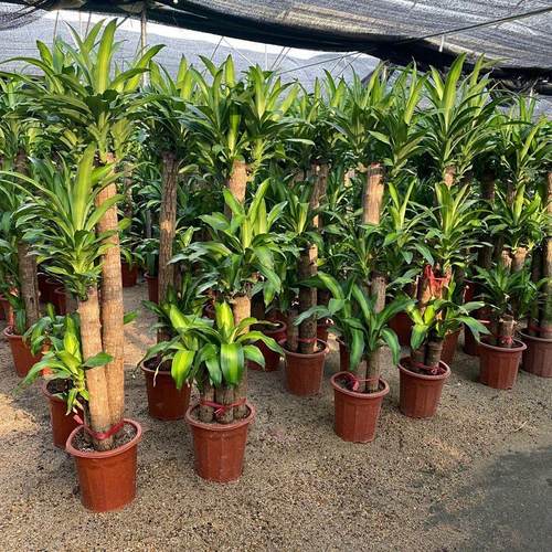 大型巴西木绿植盆栽室内客厅净化空气观叶花卉幸运木常绿植物