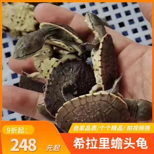 希拉里蟾头龟深水鱼缸活泼花面蟾头侧颈龟网红观赏宠物龟乌龟活体