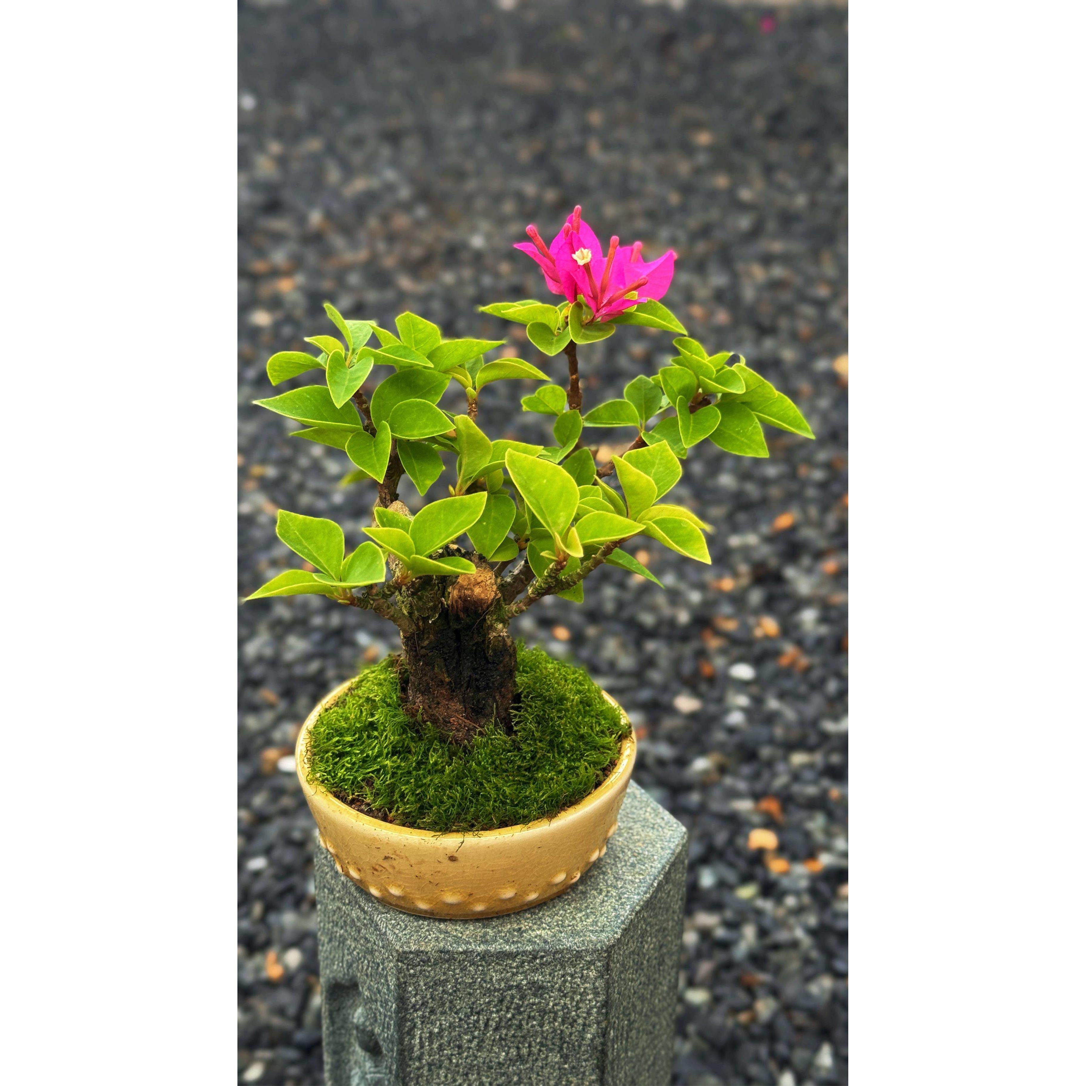 精品塔紫小桃红小老桩三角梅盆景小茶宠摆件