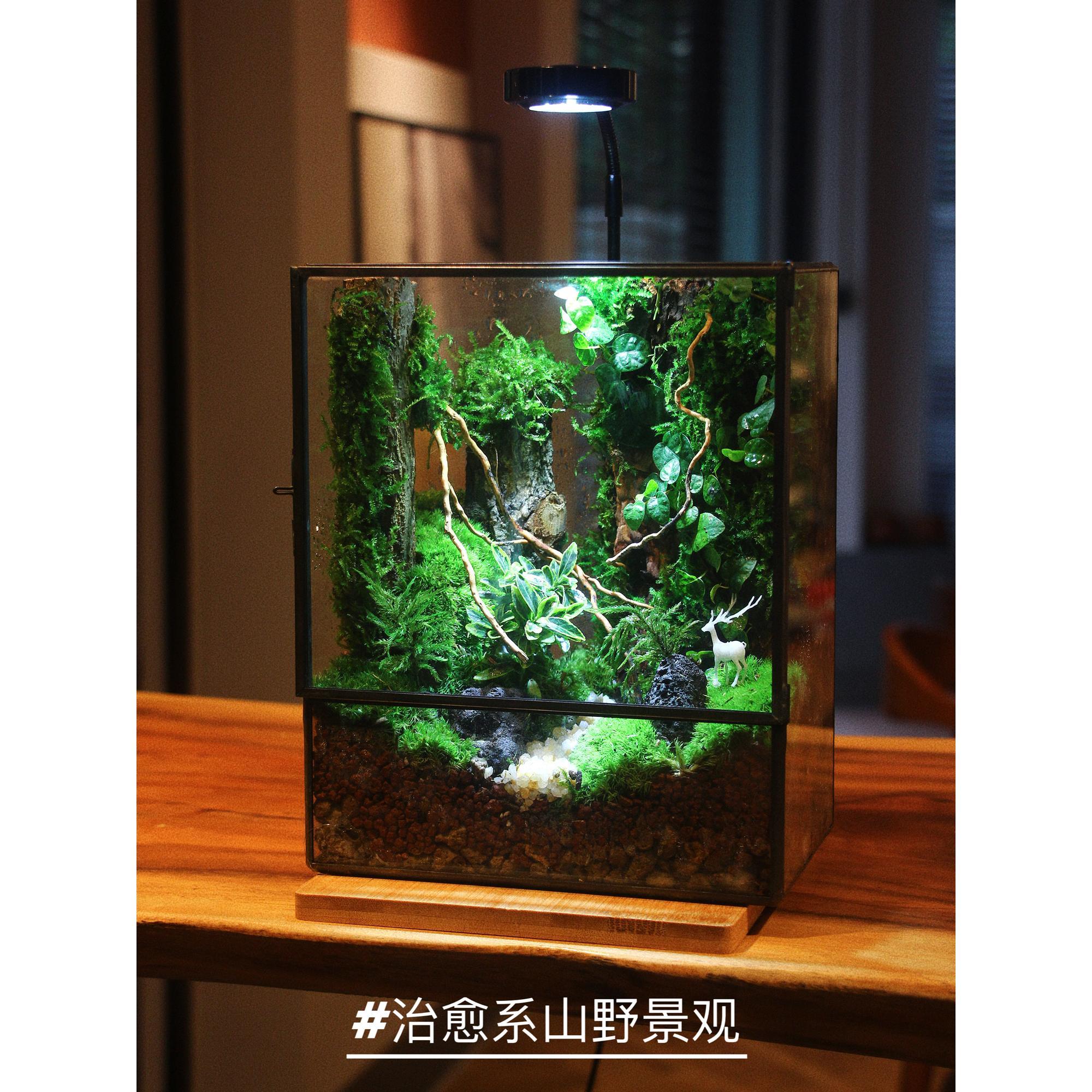 苔藓微景观生态雨林缸造景办公桌面植物盆景免打理生态瓶成品礼物