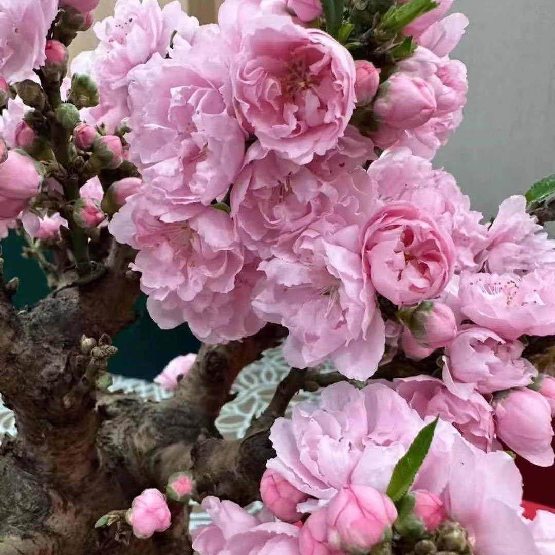 福星蟠桃赏花赏果客厅庭院好养，各类盆景花卉,鲜花速递/花卉仿真/绿植园艺,造型盆景,淘宝优惠券,粉丝福利购,淘宝优惠卷