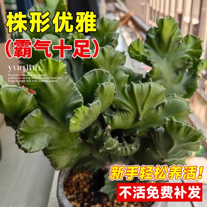 玉麒麟盆栽多肉植物室内客厅办公桌面旺财彩麒麟阳台大棵四季好养
