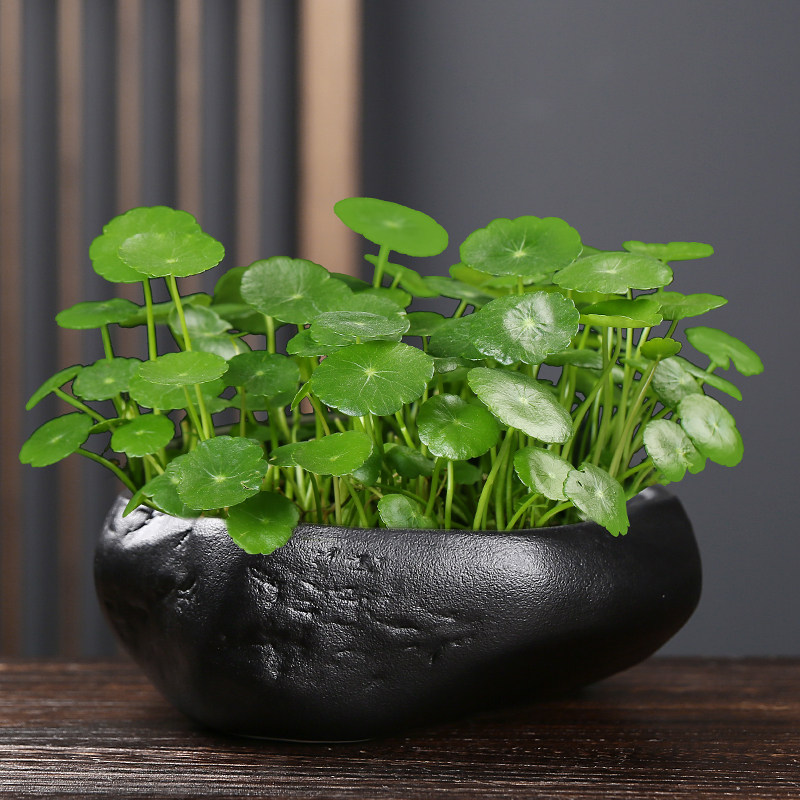 仿石头盆大号粗陶花盆陶瓷水培器皿清仓特价睡莲碗莲铜钱草专用盆