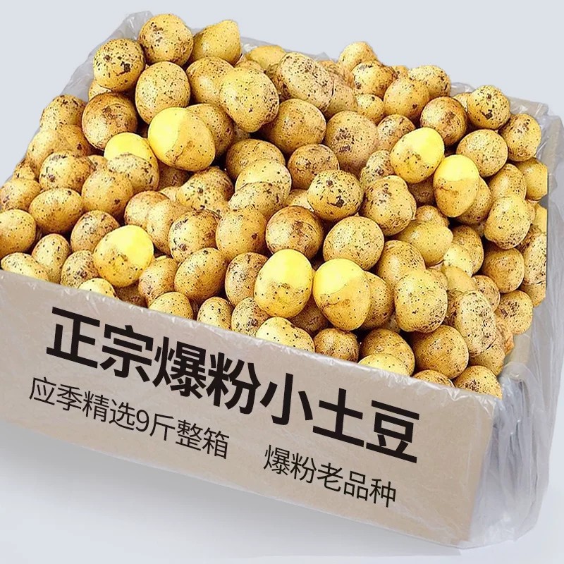 粉糯小土豆现9斤挖迷你马铃薯