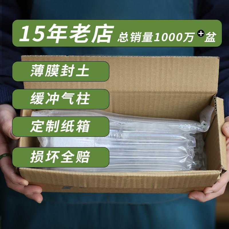 富贵竹文竹盆栽客厅办公室内茶几书桌面好养迷你小绿植物四季常青