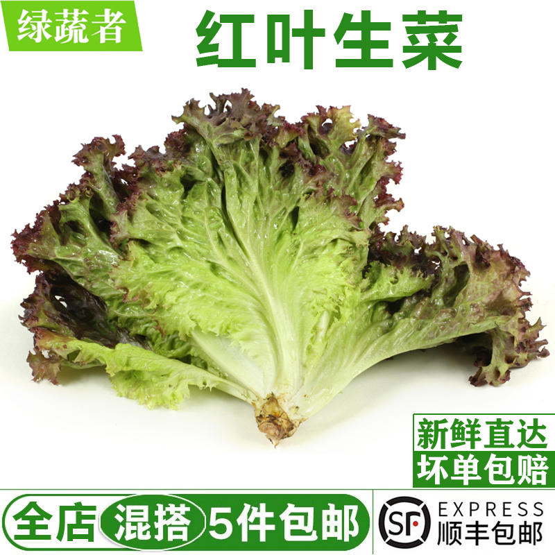 红叶生菜500g 罗莎红 紫叶生菜 新鲜沙拉蔬菜西餐轻食食材