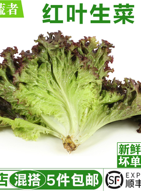 红叶生菜500g 罗莎红 紫叶生菜 新鲜沙拉蔬菜西餐轻食食材