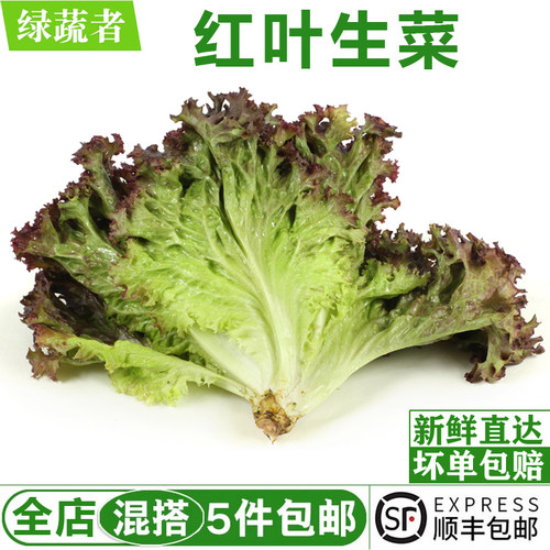 红叶生菜500g 罗莎红 紫叶生菜 新鲜沙拉蔬菜西餐轻食食材