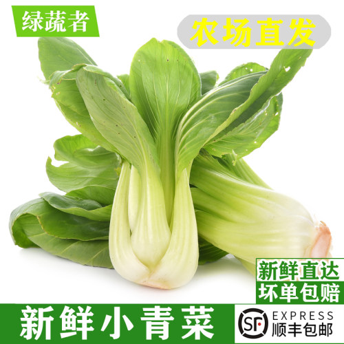 新鲜小青菜1-5斤当季蔬菜
