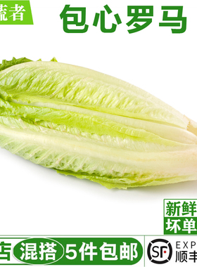 新鲜包心罗马生菜500g 罗纹凯撒生菜新鲜沙拉蔬菜绿叶菜色拉食材