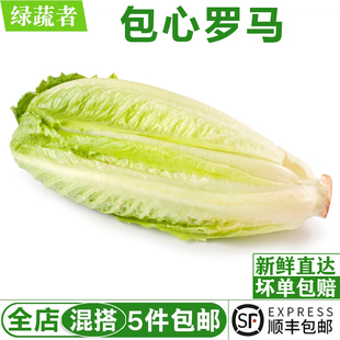 新鲜包心罗马生菜500g 罗纹凯撒生菜新鲜沙拉蔬菜绿叶菜色拉食材