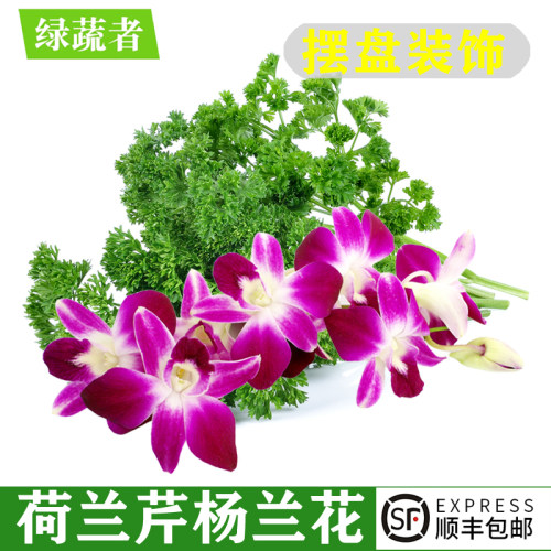新鲜杨兰花 荷兰芹 洋兰花法香组合西餐酒店火锅摆盘装饰花朵材料