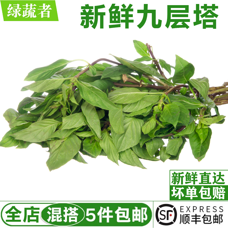 新鲜九层塔250g 金不换亚洲罗勒鱼香草西餐三杯鸡冬阴功香料