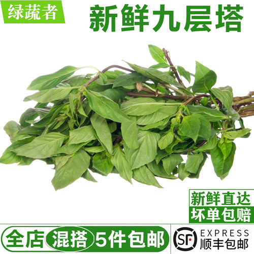 新鲜九层塔250g 金不换亚洲罗勒鱼香草西餐三杯鸡冬阴功香料