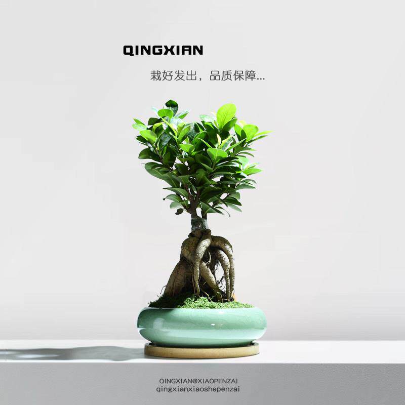小叶人参榕树造型盆栽办公室内绿植客厅桌面盆景创意礼物好养植物