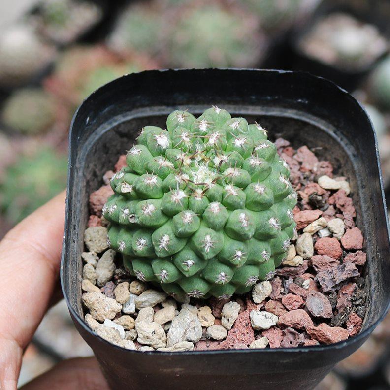 绿豹头玉仙人球稀有进口无刺开花美观好养仙人掌多肉阳台小盆栽