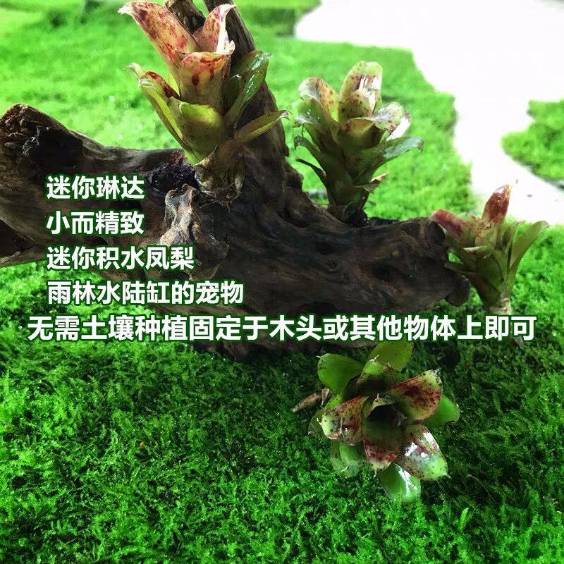 积水凤梨小型迷你琳达 热带雨林植物小苗雨林水陆缸造景空气凤梨