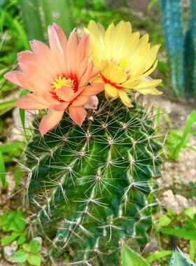 龙王仙人球左右旋仙人掌盆栽阳台植物黄色大花阳台绿植耐旱