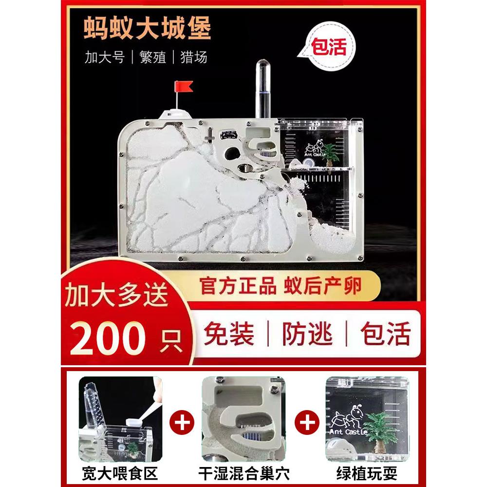 蚂蚁城堡系列套餐正品工坊小蚁巢生态屋箱盒送蚁后繁殖蚂蚁部王国