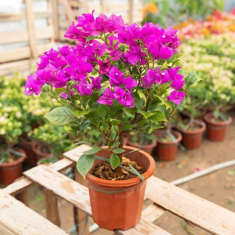 9【云南紫】三角梅盆栽带花苞耐热花卉老桩爬藤阳台庭院勤花