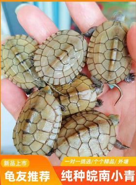 小青龟皖南小青苗乌龟活体发色龟招财龟纯正三黄小青宠物乌龟包纯